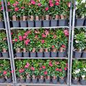Afbeelding van Kp17 Sundaville Piramide Pink